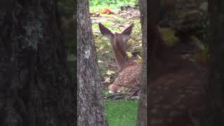 Fawn Getting up from its bed in the backyard #fawn #deer