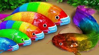 Stop Motion ASMR - Battle of fish - Catfish hunting colorful Koi Fish Eels