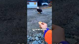 This Bald Eagle LOVES Eggs 