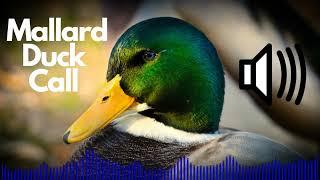 Mallard Duck Call Sound Effects (Quack) | No Copyright