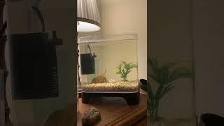 The triops are full grown now! #triops