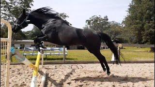 How to teach a horse to jump - Black Beauty first time ever free jumping with no rider