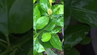 Getting rid of aphids