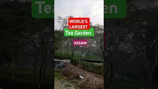 World's largest Monabari Tea Estate  #teaestates #assam #teagarden #reels #love #scenery #ytshorts