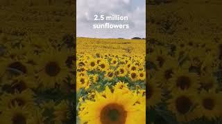 how does 2.5 million #sunflowers looks like?  #sunflowers #flowers #sunflowerfield #sunflowerfarm