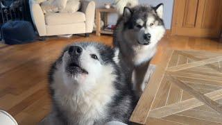 Stubborn Alaskan Malamute Talks Back! She Always Does This!!