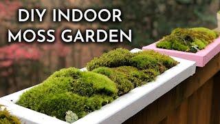 How To Grow Indoor Live Moss Garden | Where To Find Moss + Moss Care Tips | DIY Moss Tray