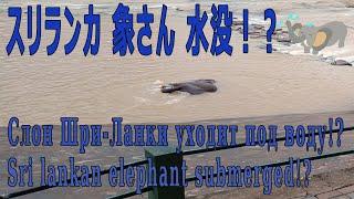 【１駅分の癒し】スリランカ　象さん　水没！？Слон Шри-Ланки уходит под воду? Sri lankan elephant submerged!?