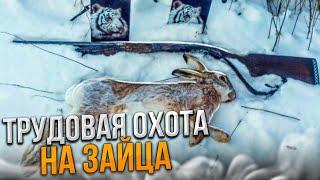 Очень трудовая охота на зайца с подхода зимой 2022.Пуленепробиваемый косой еле добыл.