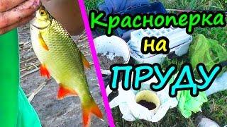 КРАСНОПЁРКА на ПРУДУ / РЫБАЛКА НА ДОНКУ С КОРМУШКОЙ