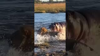 Hippo Attacks Lion on River, Lion Escapes in Terror! (MUST SEE)