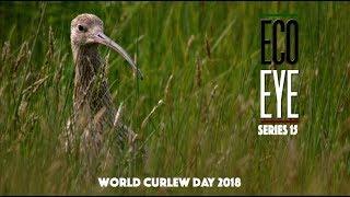 The Curlews Last Call  (Plight of the Curlew) EE15 EP2