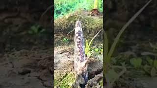 #elephantfootyam #konjac #plant #shorts #komedi #horticulture #songs2024 2 November 2024