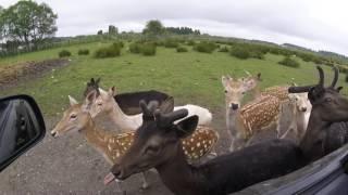 Olympic Game Farm Bison and Fallow Deer (first lap)