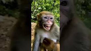 Nakal utarta hai bandar #trending #funny #comedy #short  #bandar my chennal subscribe like please