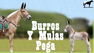 Pega "Burros Y Mulas" (Orejones De Brasil)-Del Cerro Soy