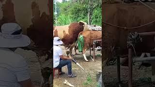 Cows, how to start work soon​ 127