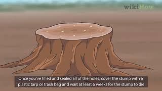 How to Kill a Tree Stump