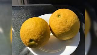 Limon " Nine Pounder"