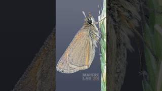 Small Skipper (Thymelicus sylvestris) #shorts
