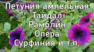 Петуния ампельная// Обзор. Тайдалы, рамблины, оперы, сурфинии и т.п