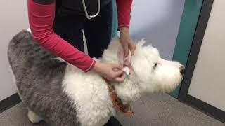 Canine Ear Cleaning Demonstration - Winrose Animal Hospital