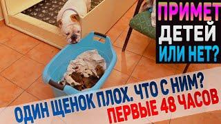 Первые 48 часов жизни щенков Английского Бульдога. Один щенок очень слабый! Какая Вита мама?