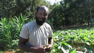 How and Why you should Prune your Okra