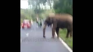 Wild elephant stops truck to eat sugarcane #shorts #funnyanimals