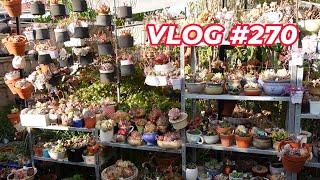 My Favorite Succulent Outdoor Shelves | VLOG #270 - Growing Succulents with LizK