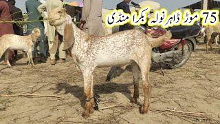 Darawala Bakra Mandi update | aur aaj ki Hamari purchase | gillani goat farm |