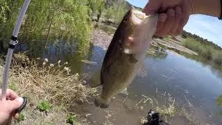 Largemouth Bass Slay Fest At A Private Pond