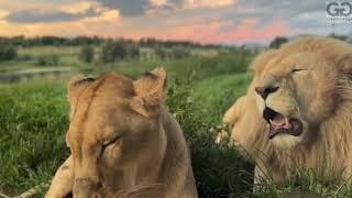 TWO BEAUTIFULL LIONS CUDDLING EACH OTHERS FOR ONE MINUTE