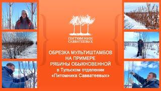 Обрезка мультиштамбов на примере Рябины обыкновенной в Тульском отделении