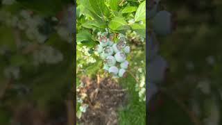 Голубика куст #голубика