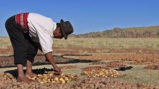 Chuño, sabiduría alimentaria andina