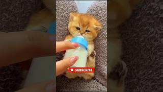 This Kitten Will Make You Smile #Shorts