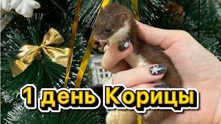 Один день из жизни Корицы