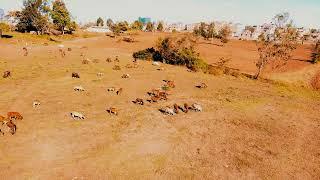 DJI MINI 2 Cinematic Farm Footage. #fyp  #djimini2 #dji