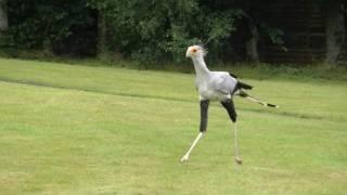 Secretary bird walking around