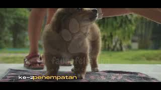 RAHASIA POOTY TRAINING (TOILET TRAINING) PADA ANJING!!!