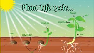 Plants  Life cycle... Let's see make 50k sub (family) in 6 month#viral#youtube#facts#knowledge