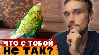 Почему попугай дрожит? 5 главных причин