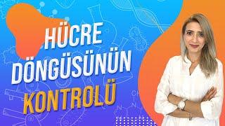 (29.DERS) HÜCRE DÖNGÜSÜNÜN KONTROLÜ | TYT 10.SINIF l Seda Hoca Biyoloji 