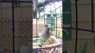 #sparrows and #birdsong #birdfy #birdfybamboo #birdfeeder