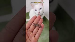 Close Call: Saved Baby Lizard from My Cat 