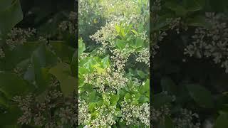 Curly Leaf Privet (Ligustrum japonicum 'Rotundifolium') are blooming  and looks beautiful