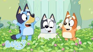 Primavera | Bluey Español Canal Oficial
