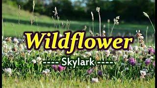 Wildflower - Skylark (KARAOKE VERSION)