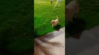 Stella vlogs | #dog #goldenretriever #love #puppies #youtubeshorts #youtube #cute #play #song #news